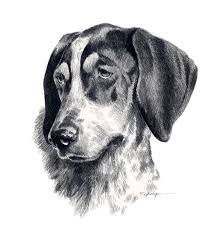 Add eyebrows and the edges of stripe down the center of the face. Bluetick Coonhound Dog Art Print Pencil Drawing By Artist Dj Etsy