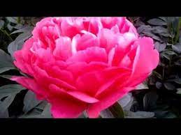 Peony Coral Sunset Early Midseason Hybrid Semi Double Deep Orange Coral Fragrant Fast Grower Many Thick Stro Most Beautiful Flowers Peonies Peony Flower