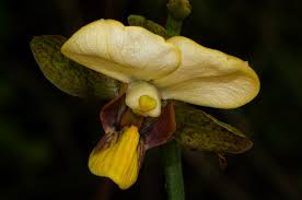 Image result for Eulophia streptopetala