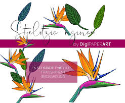 Png Bird Of Paradise Images Strelitzia Reginae Bird Of Paradise Clipart Png Set Linocut Style Digital Instant Download Digital Clip Art Printable Clip Art How To Draw Hands Botanical Art