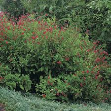 Image result for Salvia stenophylla