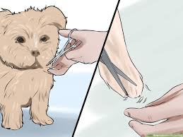 3 Ways To Groom A Morkie Dog Wikihow