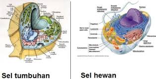 We did not find results for: Mengenal 12 Macam Struktur Organel Sel Dari Inti Hingga Badan Mikro Kumparan Com