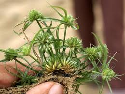 Image result for Cyperus maculatus