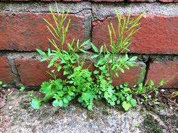 Edible wild plants are everywhere around us, just waiting to be plucked and eaten. Hunt Gather Uk Hunt Gather Uk