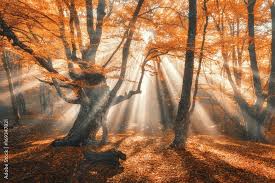 Magical autumn forest with sun rays in the evening. Trees in fog. Colorful  landscape with foggy forest, gold sunlight, orange foliage at sunset. Fairy  forest in autumn. Fall woods.Enchanted tree wall mural