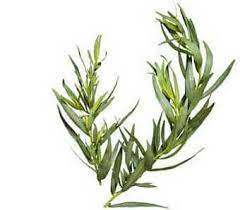 Growers Of Fine Herbs And Produce Herbs Tarragon Plant Culinary Herbs
