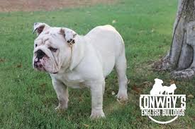 Our commitment as a reputed and trusted dog breeder is to provide the best quality puppies for sale within the uk, usa. Conway S English Bulldogs English Bulldog Stud In Phoenix Arizona