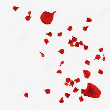 Red Rose Petals Falling And Flying Rose Petal Falling Png Transparent Clipart Image And Psd File For Free Download Rose Petals Falling Red Rose Petals Rose Petals