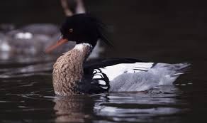 Walmart.com has been visited by 1m+ users in the past month Red Breasted Merganser Birdwatch Ireland