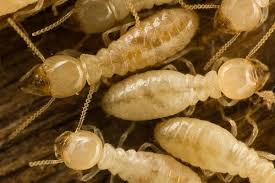 Termites are the most destructive pests you'll never see. Arizona Termite Prevention Tips By Varsity