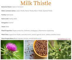 Identify milk thistle by leaves with white veins and hairy seeds on its pink flowers. Milk Thistle Medicinal Uses