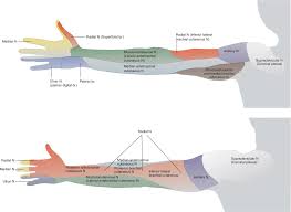 Image result for Superior Trunk Block
