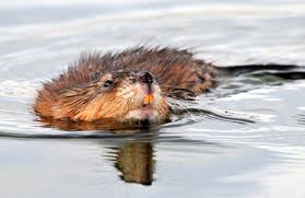 Learn how to humanely get rid of. Are Those Muskrats In Your Pond Or Creek Critter Control Of The Triangle