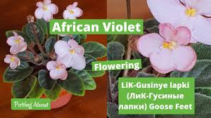 Mar 08, 2017 · i'm violet. African Violet Lik Gusinye Lapki Lik Gusinye Lapki Goose Feet In Bloom Semi Miniature Youtube