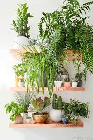 12 Inspiracoes Para Decorar Com Plantas Piante Da Appartamento Pianta Domestica Arredare Con Le Piante Da Appartamento