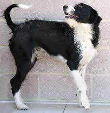 Adopt Max Willis On Petfinder Poodle Mix Dogs Border Collie Poodle Mix Poodle Mix