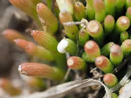 Image result for Cynanchum gerrardii