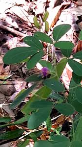 Image result for Pycnospora