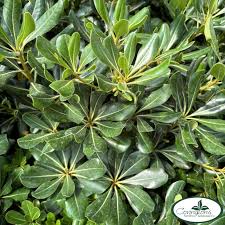 Image result for Pittosporum tobira