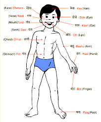 Body Parts Name Schemes Collection