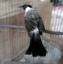 Check spelling or type a new query. Daftar Harga Burung Kutilang Lengkap Dan Terpercaya Hobi Burung
