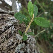 Image result for Tarchonanthus trilobus