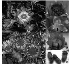 Image result for Stemodiopsis rivae