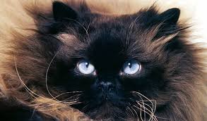Adorable persian/himalayan lilac point and flame point kittens ready. Himalayan Cat Breed Information