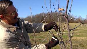 Training involves tree development and form, whereas pruning involves tree function and size. Pruning Fruit Trees Main Leader Youtube