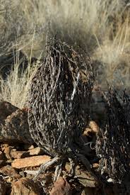 Image result for Myrothamnaceae