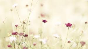 Pin By Bibi Vastenhout On Tumbler Pictures Tumblr Flower Flower Photos