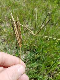 Image result for Eustachys paspaloides