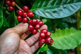 Image result for Coffea sp. A