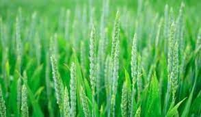 1 dual function filter holder included. Cappucci Milk Whipper And Frother Polti