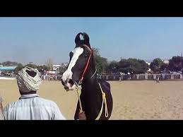 Wn Marwari Horse For the latest news on cloud and his herd of wild horses, visit the cloud blog at breeding #meeting #revolution bulls cow and horse meet try at village 50 farm 2021. wn marwari horse