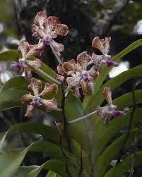 Image result for Crotalaria preladoi