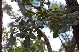 Image result for Bobgunnia