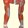 Human anatomy for muscle, reproductive, and skeleton. 1