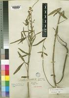 Image result for Crotalaria kirkii