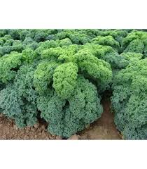 Image result for kadeřávek