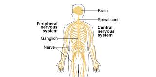 Whether you have a science buff or a harry potter fa. Central Nervous System Exam Quiz Trivia Proprofs Quiz