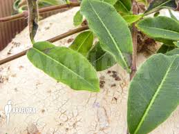 Image result for Raphionacme procumbens