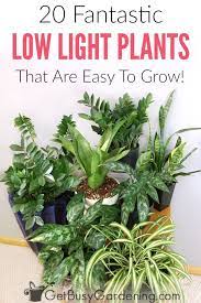 Easy indoor plant low light. 20 Low Light Indoor Plants That Are Easy To Grow Low Light House Plants Indoor Plants Low Light House Plants Indoor