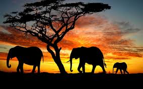 From i0.wp.com tales of a transgender nomad. The Elephant In The Room