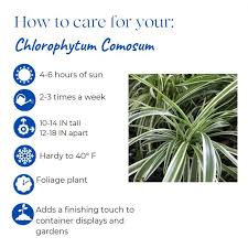 Image result for Chlorophytum lancifolium