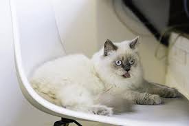 20 Himalayan Cat Colors Coat Patterns With Pictures Excited Cats