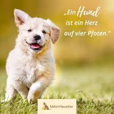 Wahre Liebe Meinhaustier Hundeliebe Hun Zeichnung Wahre Liebe Meinhaustier Hundeliebe Hunde Sp Spruche Tierliebe Zitate Tiere Hundespruche