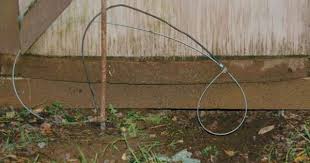 How to kill a groundhog: Build A Groundhog Snare Backwoods Home Magazine House And Home Magazine Get Rid Of Groundhogs Snare