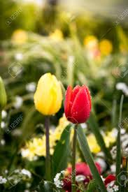 Because of the sun's natural progression, cannabis plants tend to grow in a christmas tree shape. Close Up Beautiful Colorful Tulips Blooming With Sunset Sun Stock Photo Picture And Royalty Free Image Image 84078251
